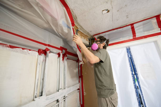 Best Basement Mold Removal  in Buhl, MN