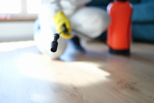 Best Attic Mold Removal  in Buhl, MN