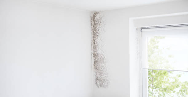Best Air Quality Testing for Mold Spores  in Buhl, MN
