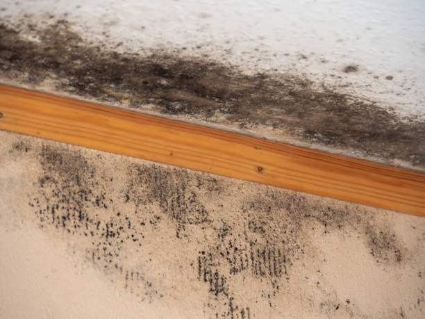 Reliable Buhl, MN Mold Removal Solutions