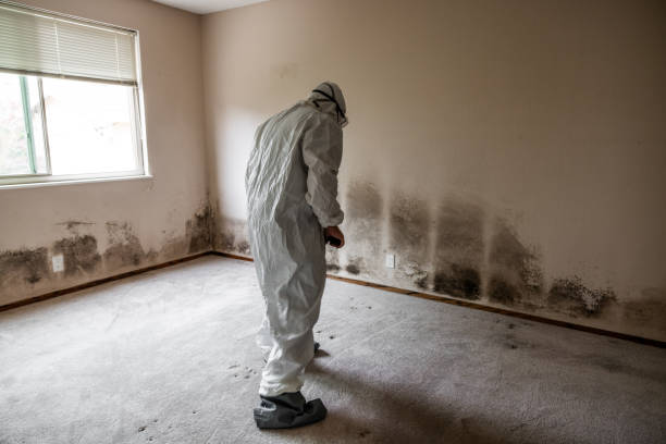 Best Water Damage & Mold Remediation  in Buhl, MN